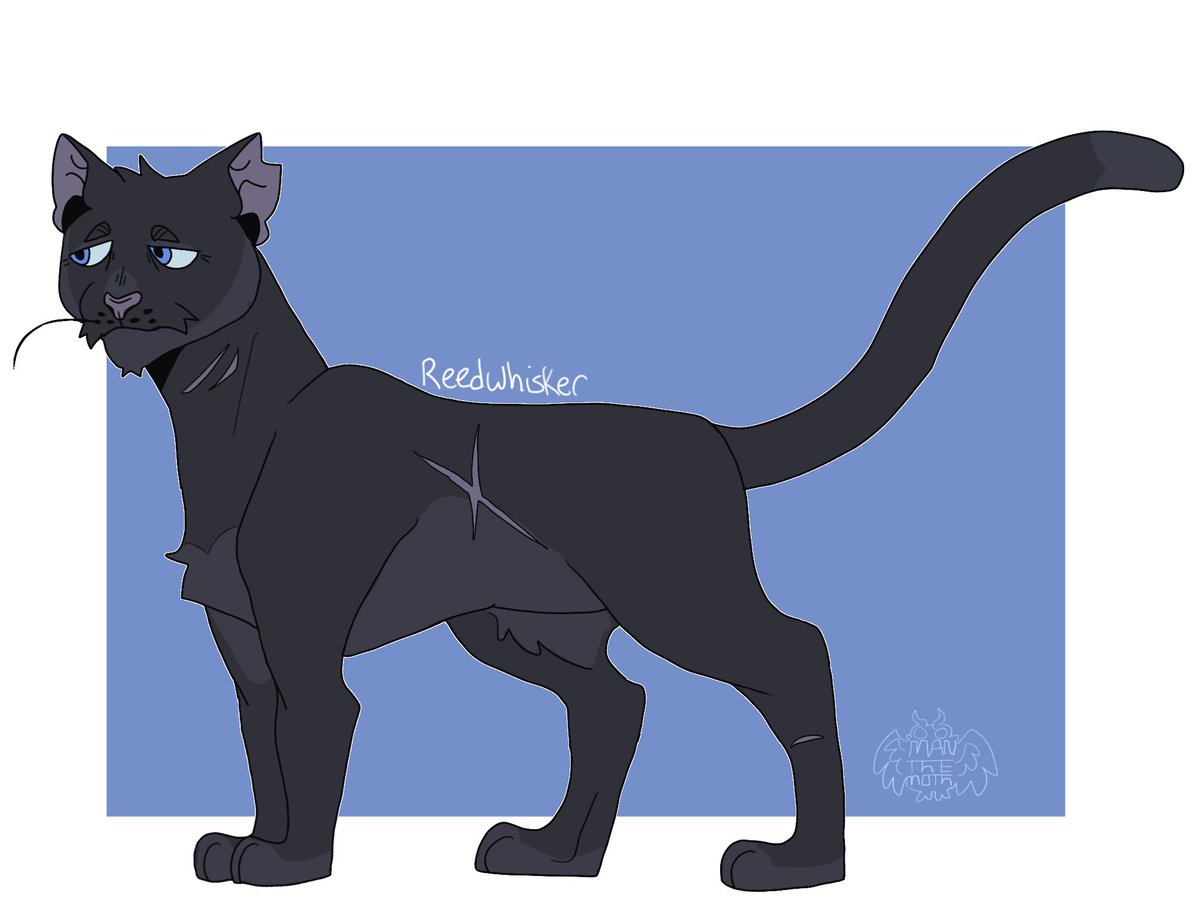 manthemoth's tweet photo. Old ass granny and her son
I based Mistystars design off my old Bluestar one. Reedwhisker I wanted to keep simple because he himself is just some guy #warriors #warriorcats #riverclan #mistyfoot #mistystar #reedwhisker #digitalart #fanart https://t.co/RGoWNLCXOL