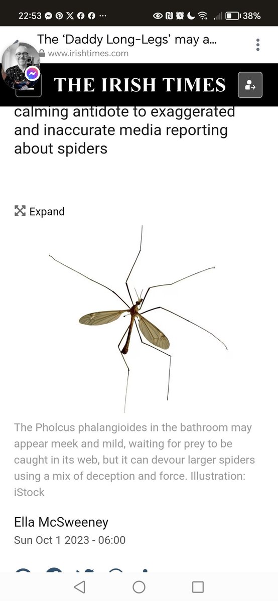 kez245's tweet photo. @IrishTimes You've use a photo of a Crane fly (Tipuloidea sp) in your article even thought you mention the scientific name of the actual species Pholcus phalangioides. Other than that it's a nice informative article. https://t.co/x0IKXMlqtD https://t.co/U0BgOpTiuu