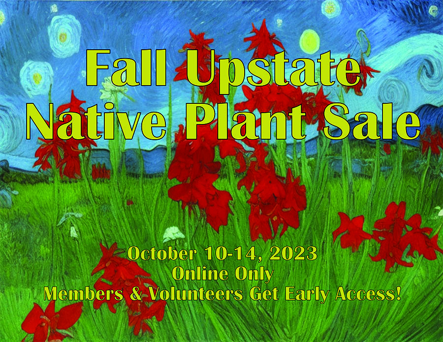 The Upstate Native Plant Sale online store will open for plant inventory viewing on Monday at 9 AM, and viewing will be available until Friday ,October 6th at 8 PM.  Watch your email tomorrow for the link to the online store.