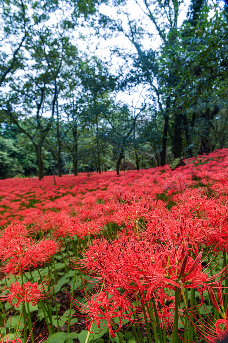 まるで赤い絨毯のような彼岸花