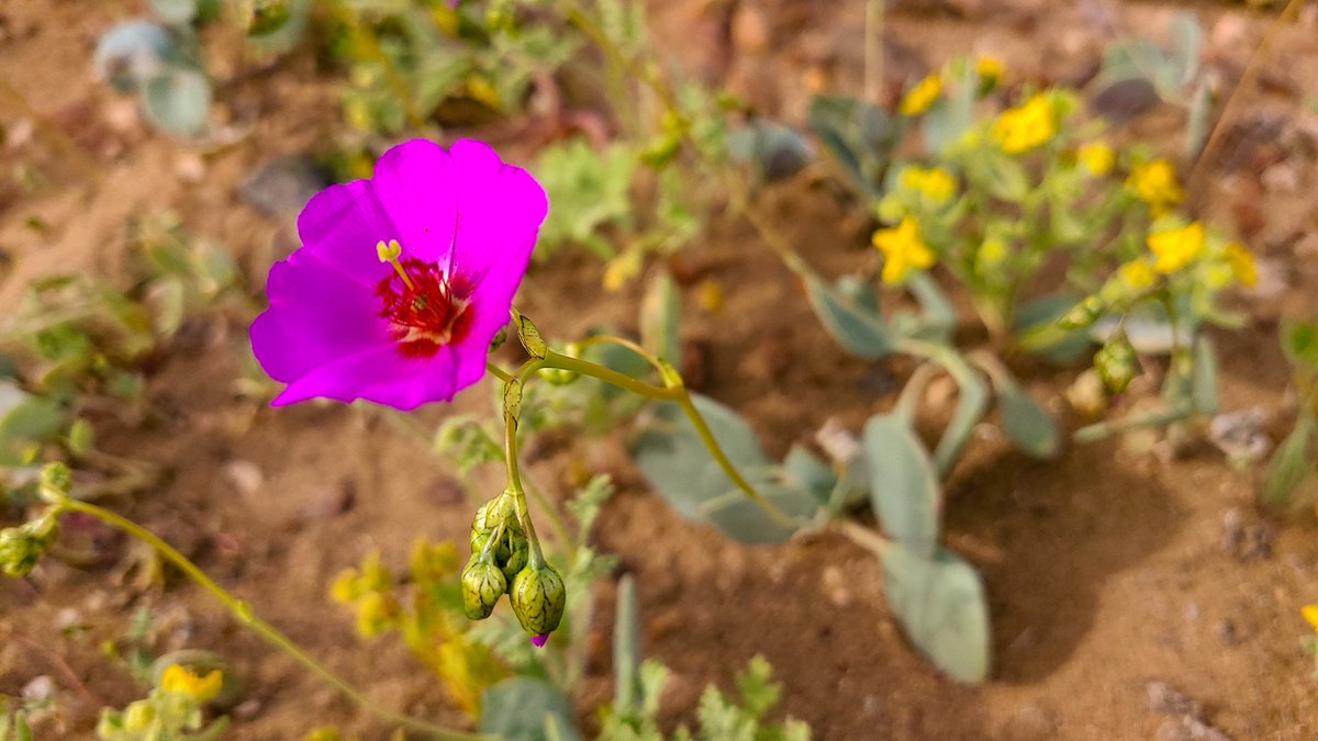 Hoy 02 de Octubre se celebra el Día Nacional de las Ciencias, la Tecnología, el Conocimiento y la Innovación 🔭🎏💊🐞

Saludos a todas/os quienes son parte del quehacer científico en Chile 💚🙌 en especial a las mujeres investigadoras, estudiantes e investigadores en regiones 🌈
