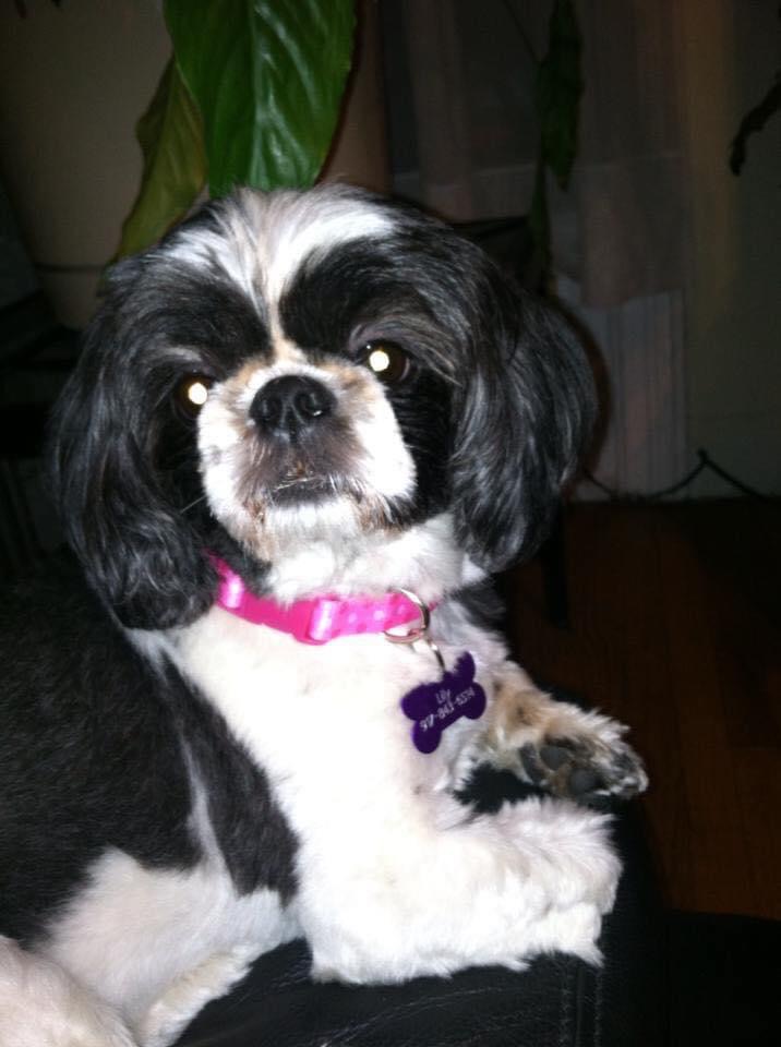 Cin818's tweet photo. We honestly don’t deserve dogs…Happy (belated) Birthday to this little princess! We miss and love you Lily💗🌸💐 https://t.co/aY2Ag3Qimm