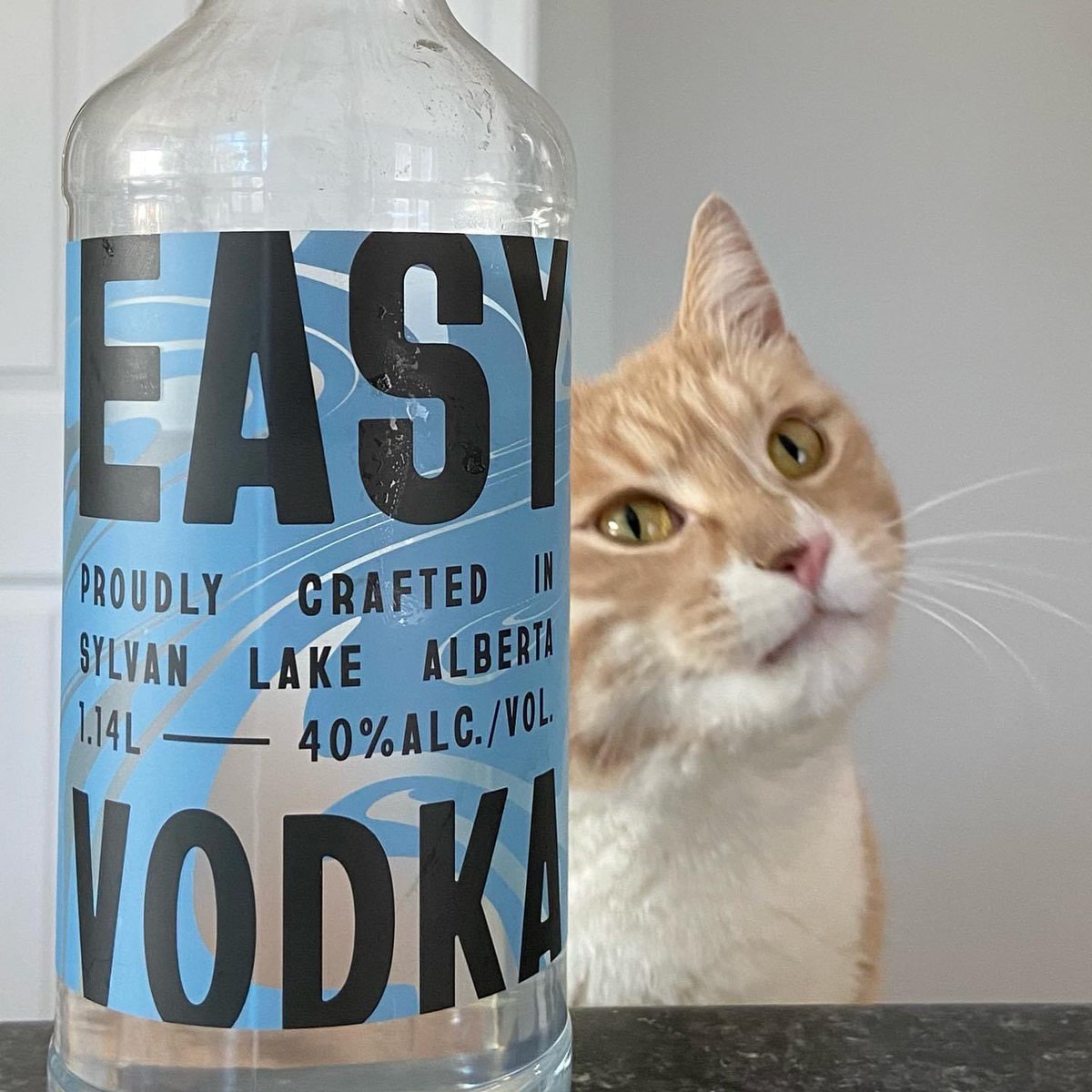 easy_vodka's tweet photo. EASY Vodka🍸
Easy-drinking, easy-mixing, and easy on your wallet. *For humans only*🐱
.
.
.
#drinkeasy #easyvodka #vodka #distillery #craftdistilling #sylvanlake #alberta #drinklocal #centralalberta #instacat #sylvancraftspirits #workharddrinkeasy https://t.co/z65uf5QECn