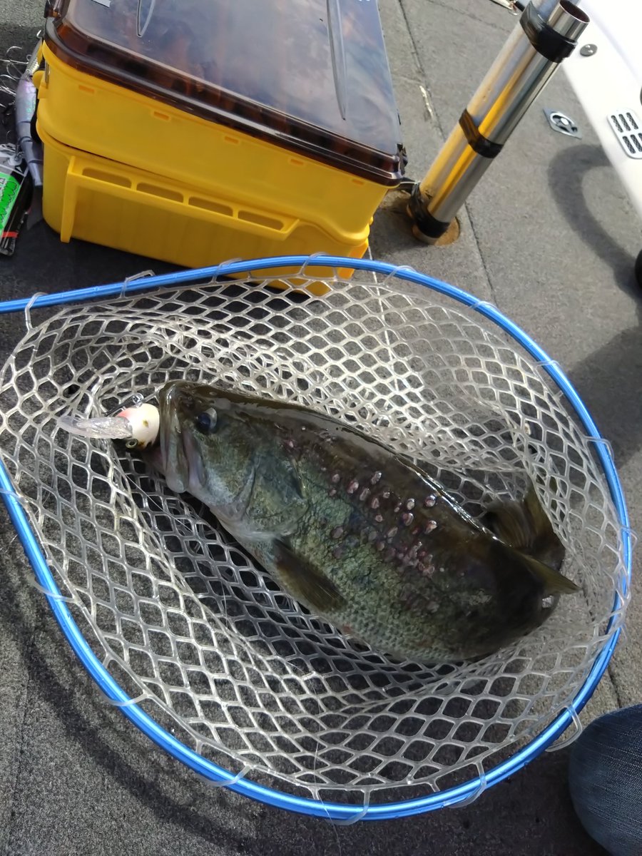 6nxjA4zJP7HUktc's tweet photo. 琵琶湖来てます。
54しか有りませんでしたが、自分の中では60でした😆
#mac60 https://t.co/LK2hrIWX4k