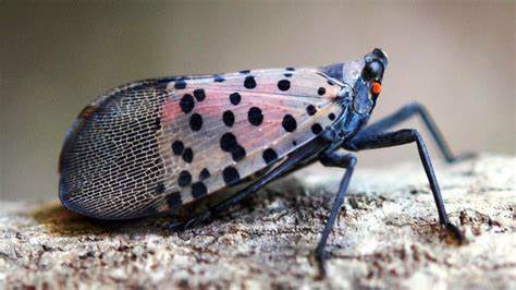 bysheldon's tweet photo. @GymCastic @OtotheBeirne @TheBBSituation  spotted lantern fly?! https://t.co/NnRy9e9Z4k