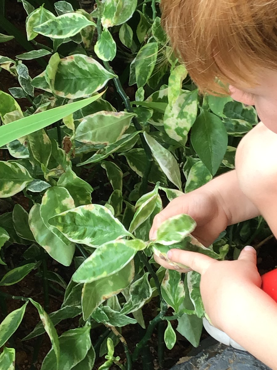 StShattuck's tweet photo. In Ms. Eubank’s class, the students went for a nature walk around our lush green campus exploring patterns in nature.

#SSMFC #internationalschooljohor #internationalschoolmalaysia #forestcity #shattuckeducation #studentcentered #reggioemilia #lowerschool #kindergarten https://t.co/EF7ZkpY32Q