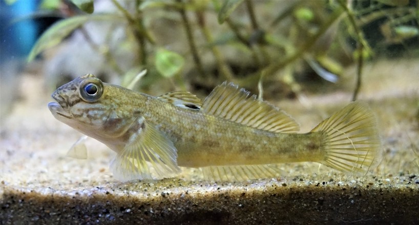 graham_raby's tweet photo. At the sites we seine each year for my fish course, last year was the first where the invasive round goby showed up. We caught 22 gobies in total. This year, we caught 1,116 (same sites, month, fishing effort). Exponential growth is a helluva drug. 
[photo: @zakjslagle] https://t.co/apLf2Uh3aI