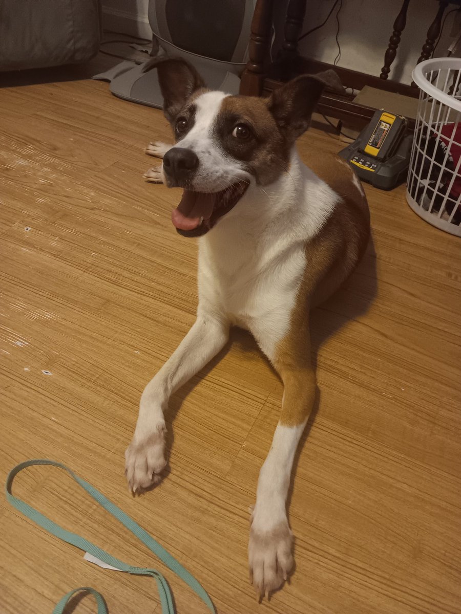 IMMRBIGFOOT's tweet photo. Meet Milo. My new dog. https://t.co/PvsgeNxd0g