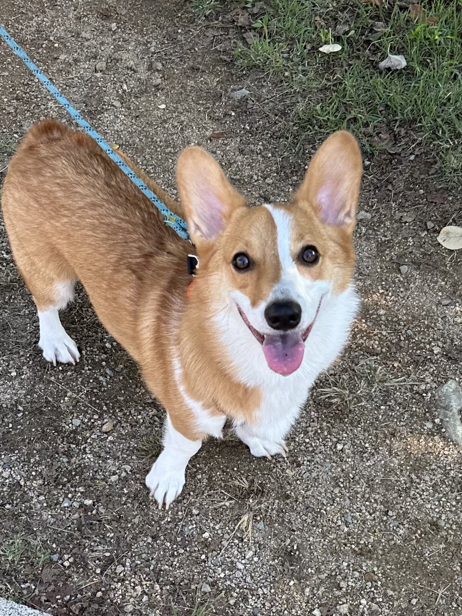 コーギーちくわ🐶🍢 (@corgi_chikuwaa) / Posts / X