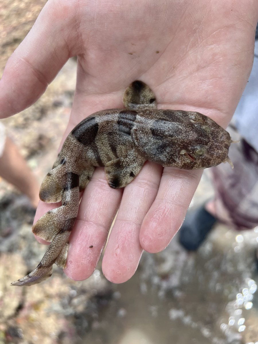 Twitter! 🥹 Meet a baby Wobbegong Shark! 🦈🥹