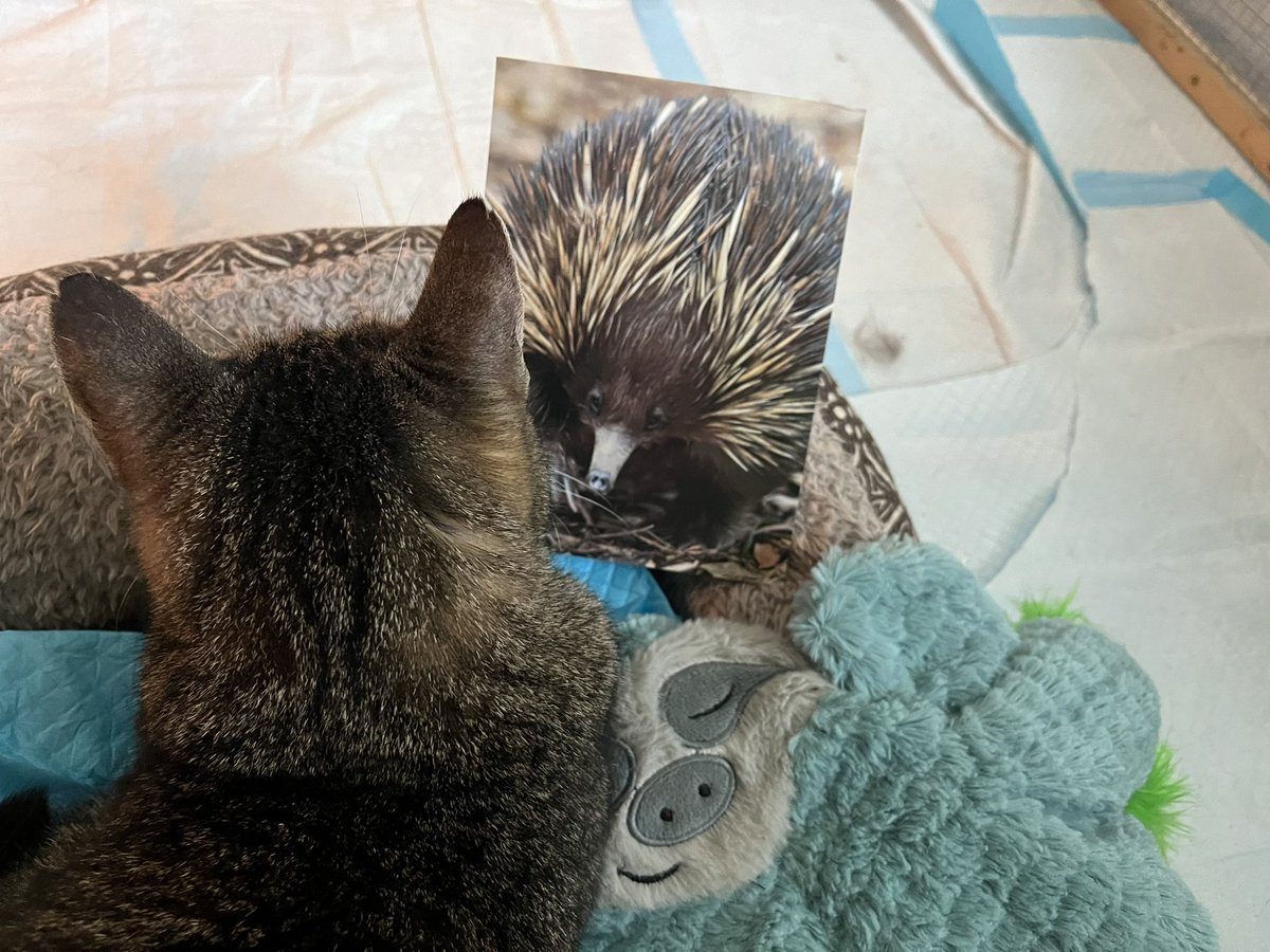 FeLV_cat's tweet photo. Cheesecake the #Cat finally got around to read her Postcard from @maliwilliams ❤️❤️❤️❤️❤️!!!
It is SUCH fun 2 know ppl across the globe care & write snail mail in a world that seems to speed up at a pace unhealthy 4 all inhabitants 🥰😻😻😻
#Echidna #FunAnimals #BeKindAlways https://t.co/5s1JdnUIP4