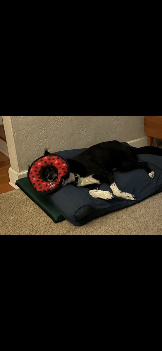 Layla_Border's tweet image. To all my rescue pals, Happy National Black Dog Day!  🐾💖
#bordercollie #NationalBlackDogDay