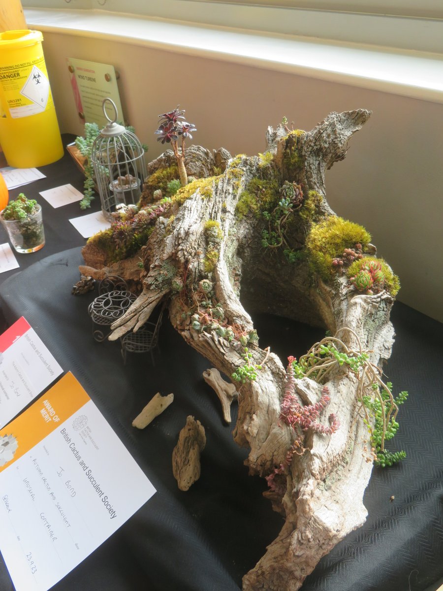 ThreadSquirrel's tweet image. It was the Autumn #Cactus and #Succulent Show at @RHSHarlowCarr last weekend.  There were some amazing plants on display.  I think my favourite entry was the succulent landscape planted on a huge piece of wood in the unusual container class.  #succulents @CactusSucculent
