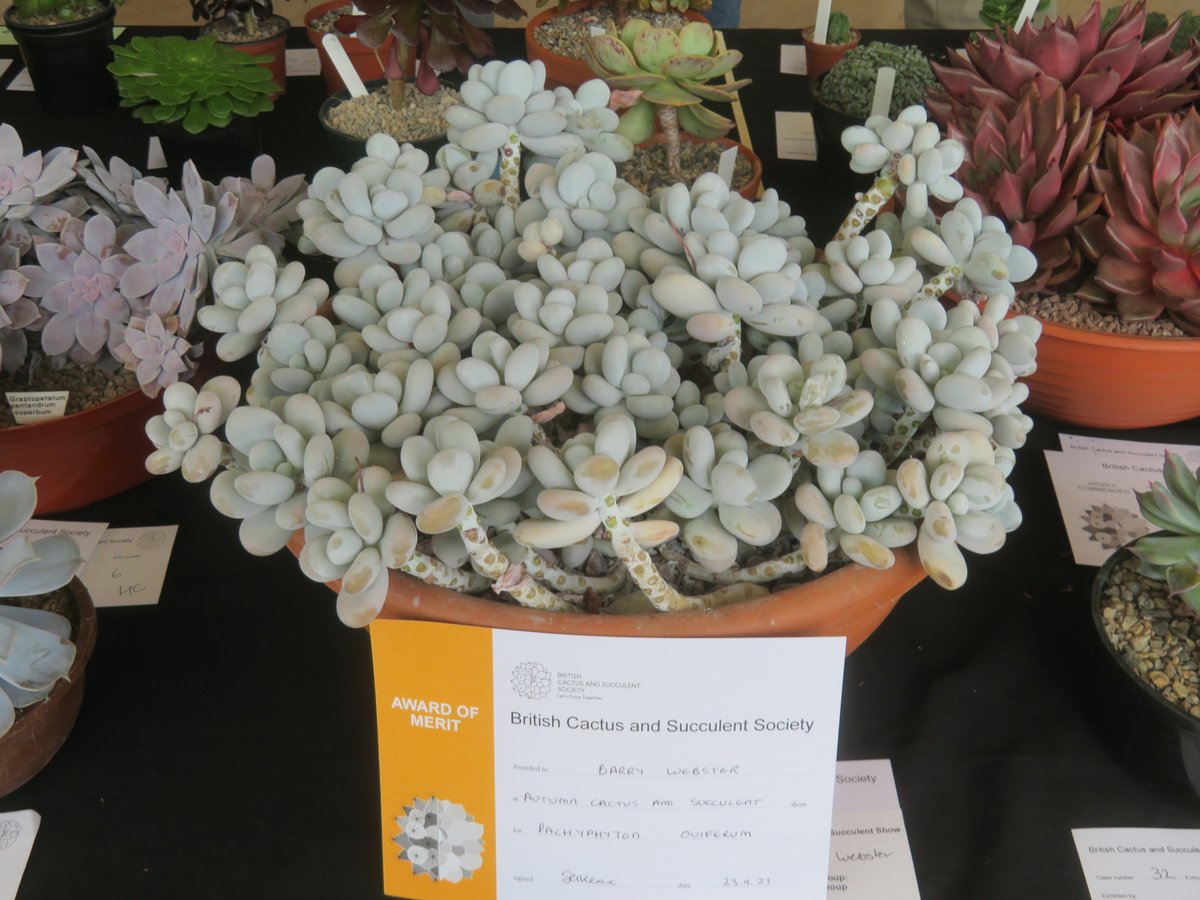 ThreadSquirrel's tweet image. It was the Autumn #Cactus and #Succulent Show at @RHSHarlowCarr last weekend.  There were some amazing plants on display.  I think my favourite entry was the succulent landscape planted on a huge piece of wood in the unusual container class.  #succulents @CactusSucculent
