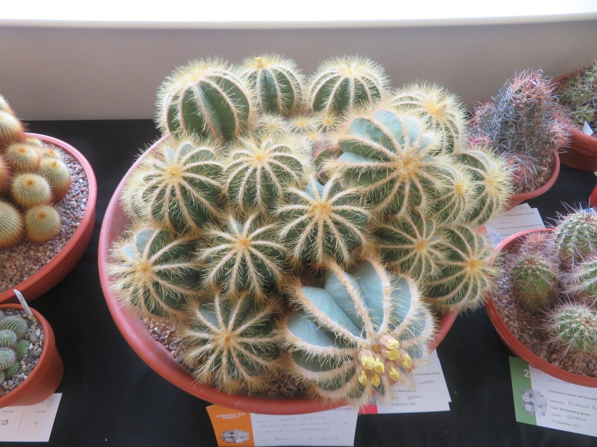 ThreadSquirrel's tweet image. It was the Autumn #Cactus and #Succulent Show at @RHSHarlowCarr last weekend.  There were some amazing plants on display.  I think my favourite entry was the succulent landscape planted on a huge piece of wood in the unusual container class.  #succulents @CactusSucculent