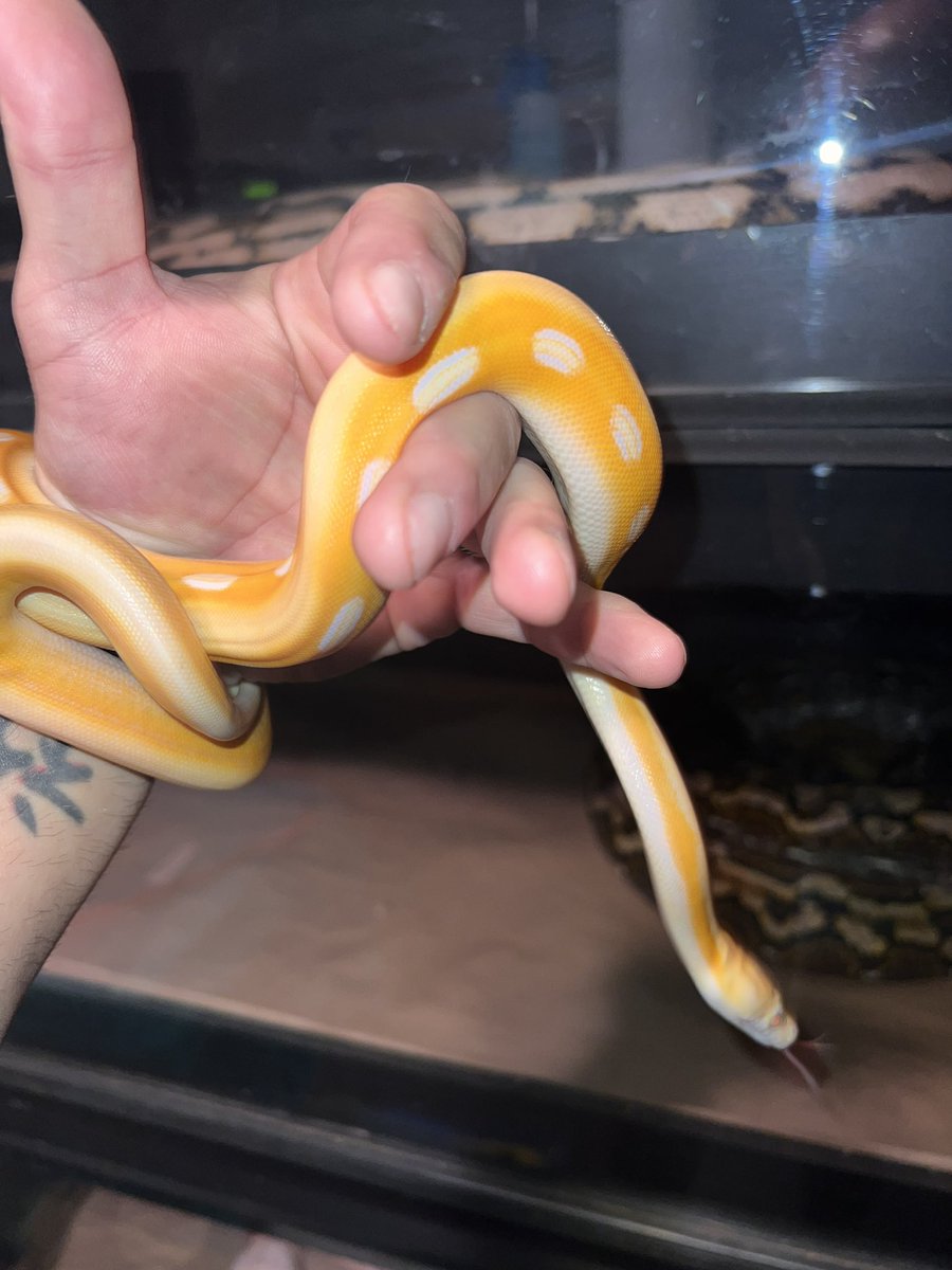 Shane_Andrews79's tweet image. Will always love wrestling but I’m also loving building my reptile business #Reptile #reticulatedpythons #reptiles #snake #snakes #pythons