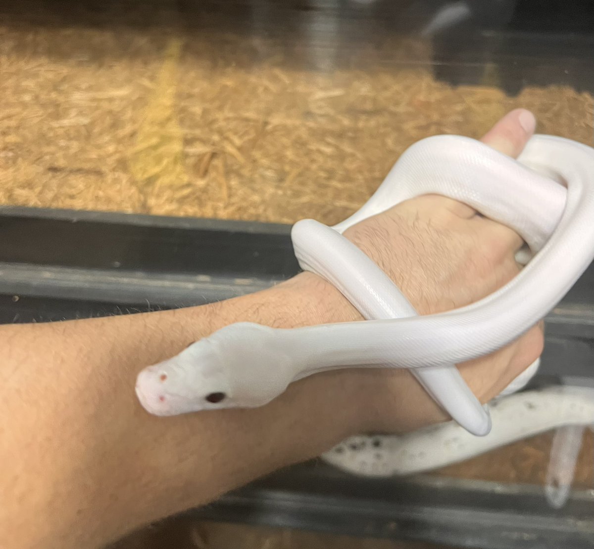 Shane_Andrews79's tweet image. Will always love wrestling but I’m also loving building my reptile business #Reptile #reticulatedpythons #reptiles #snake #snakes #pythons