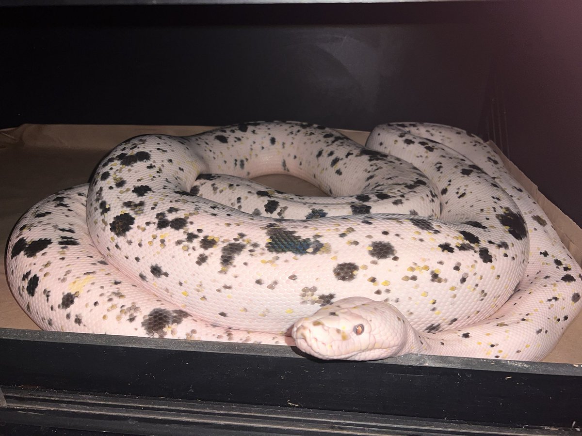 Shane_Andrews79's tweet image. Will always love wrestling but I’m also loving building my reptile business #Reptile #reticulatedpythons #reptiles #snake #snakes #pythons