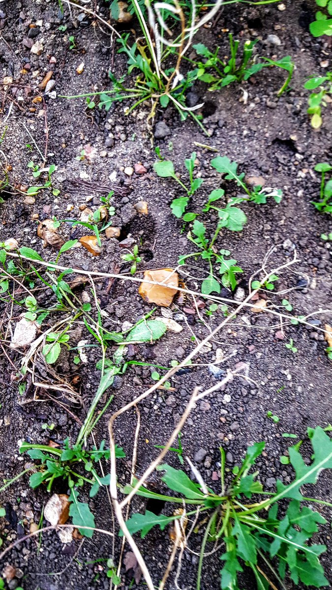 awafer's tweet photo. At the #Camden Allotments today. A new allotment holder has had to cease work due to a large colony of Mining Bees. Could be Ivy Bee, who knows? #Bees #MiningBees Poor shots. https://t.co/MSCcMTMe4M
