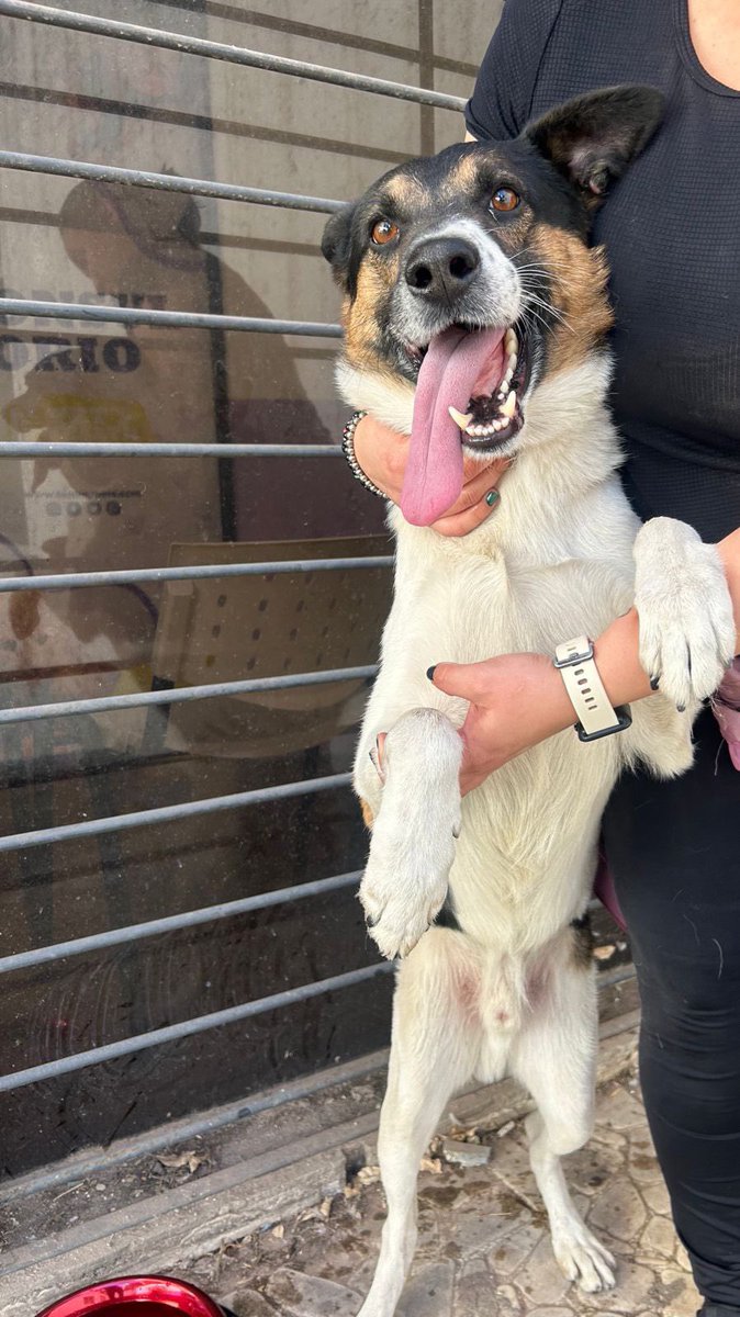 Camilaluciatr's tweet photo. Titán apareció hace un mes aprox en tommy pet, decidimos no mirar para un costado y rescatarlo de la calle. 
Está en el patio de la vet. NECESITAMOS PROVI hasta que aparezca una familia que le pueda dar el amor que se merece @VivireNuevaCba @Vivir_en_Guemes @VivireNuevaCor https://t.co/rEYNuYlTWF