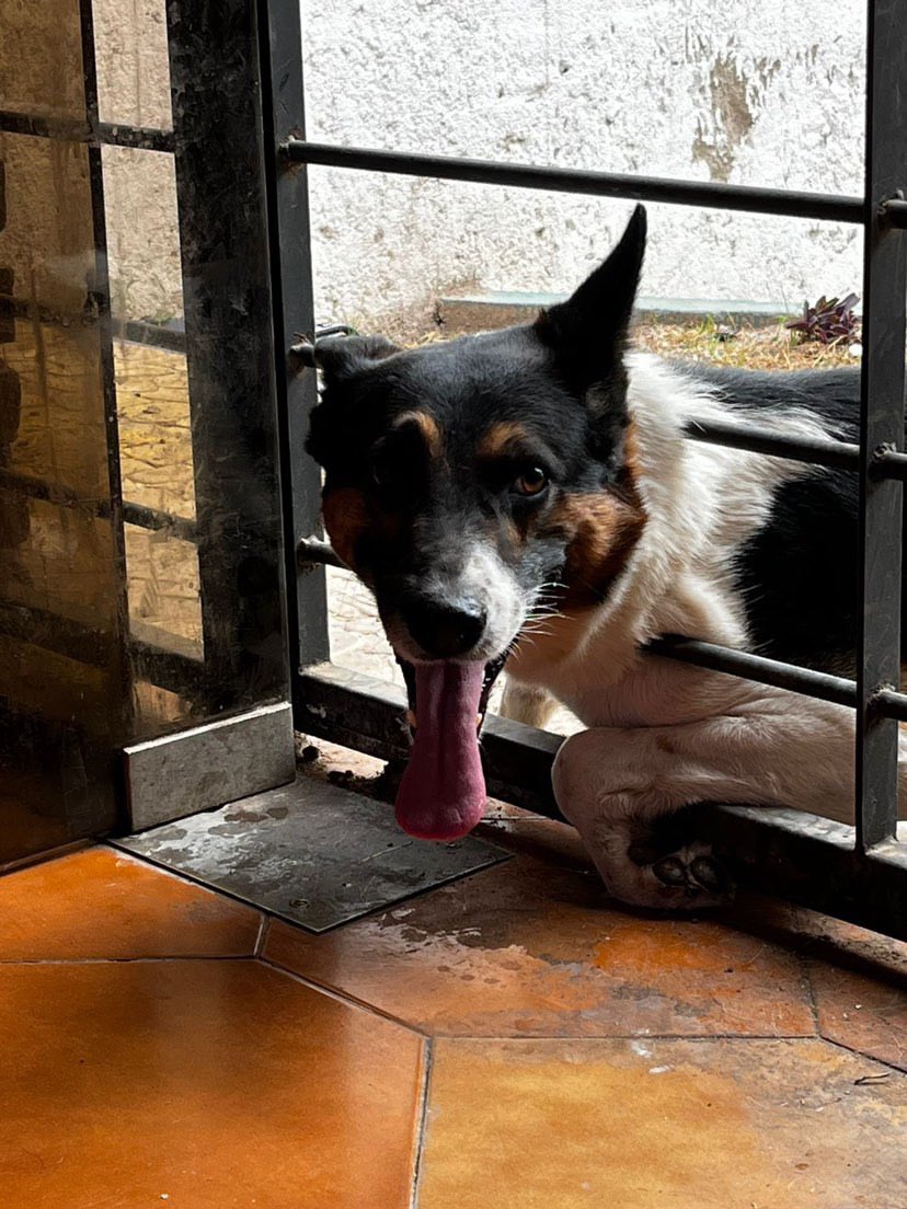 Titán apareció hace un mes aprox en tommy pet, decidimos no mirar para un costado y rescatarlo de la calle. 
Está en el patio de la vet. NECESITAMOS PROVI hasta que aparezca una familia que le pueda dar el amor que se merece <a href="/VivireNuevaCba/">VivirenNuevaCórdoba®</a> <a href="/Vivir_en_Guemes/">VivirEnGuemes⭐⭐⭐</a> <a href="/VivireNuevaCor/">VivireNuevaCórdoba</a>