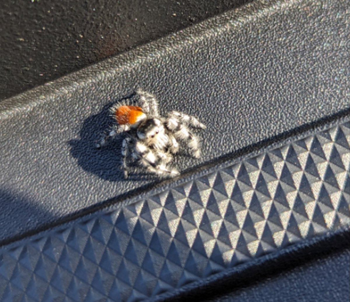 kn6tyw's tweet image. Found this on my truck... hmm