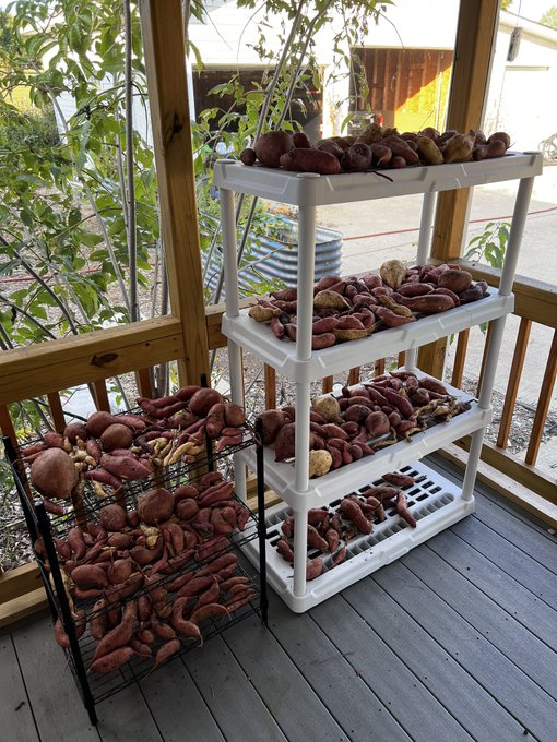 Yeah, yeah, yeah, tits - but what about YAMS?! My sweet potato harvest is 🔥🔥🔥 https://t.co/hEb09hUNJ<a href="/tag/realloyalfans"class="tags"><span>#realloyalfans</span></a>