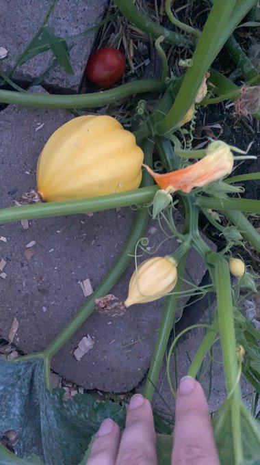 My pumpkin babies 🎃 just waiting for Halloween https://t.co/29JCoc1uan