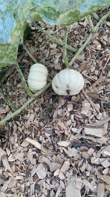 My pumpkin babies 🎃 just waiting for Halloween https://t.co/29JCoc1uan