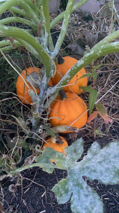 My pumpkin babies 🎃 just waiting for Halloween https://t.co/29JCoc1uan