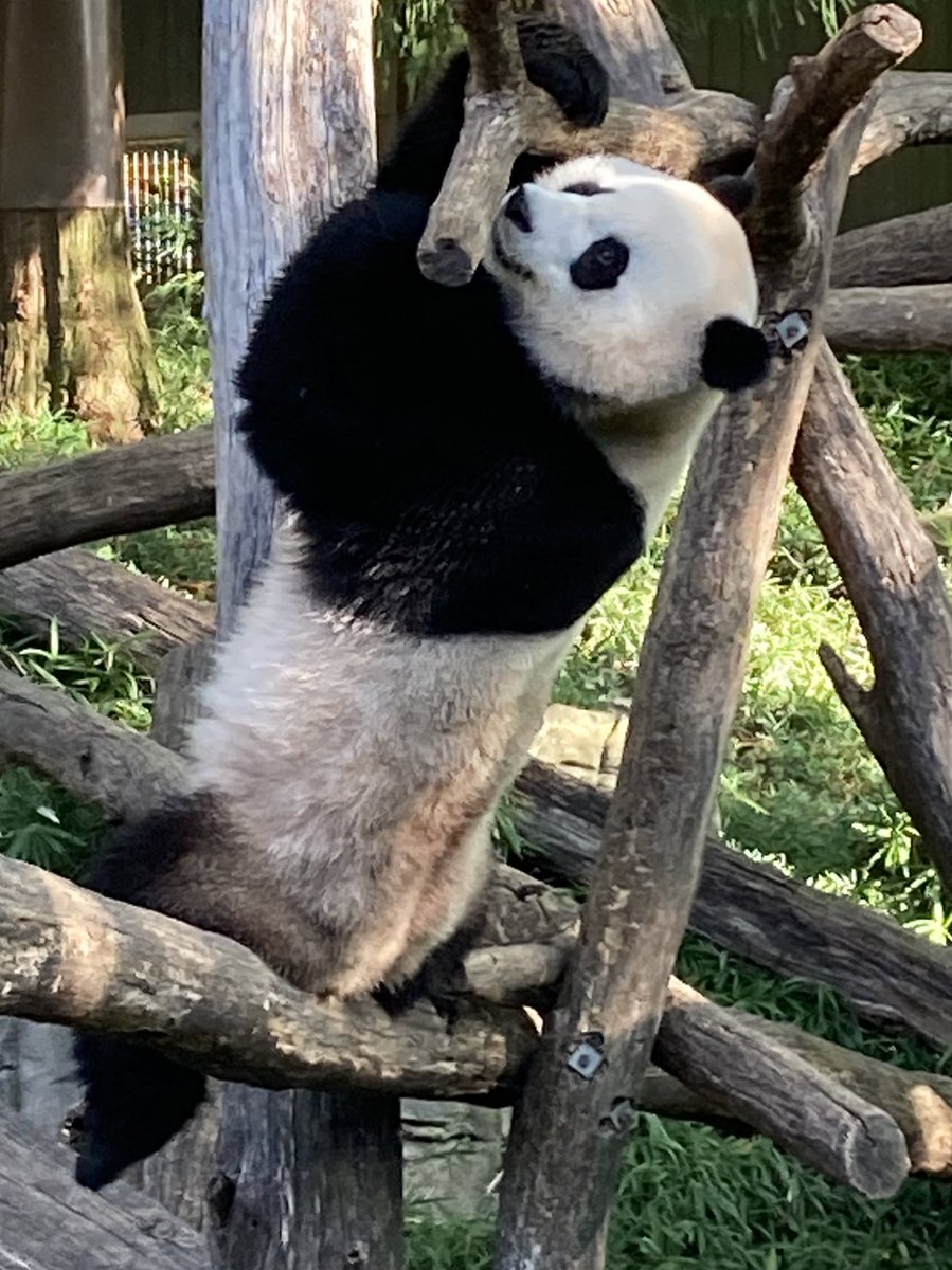 🐼 It was #PandaPalooza at the National Zoo!  We’re sorry to see our three pandas leave but we will have good memories of them. Can you pick out the real panda 🐼 from the 🐶 pup panda? 

#smithsoniannationalzoo #nationalzoo #washingtondc #goodbyepandas #pandas