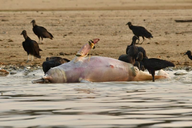 caetanosca's tweet photo. #SecaNoAmazonas - Mais de 100 botos mortos no Lago Tefé, AM (Fotos: InstitutoMamiraua) https://t.co/LCvDPvWIHZ