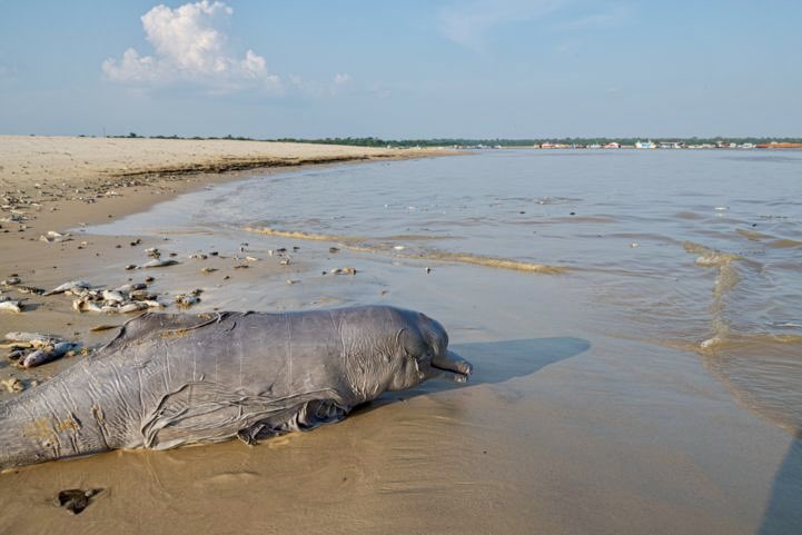caetanosca's tweet photo. #SecaNoAmazonas - Mais de 100 botos mortos no Lago Tefé, AM (Fotos: InstitutoMamiraua) https://t.co/LCvDPvWIHZ