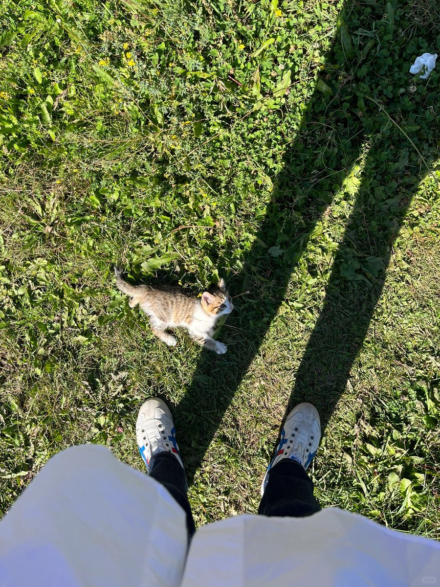 EmmaEpper's tweet image. A happy weekend starts with melting away at the cuteness of kittens