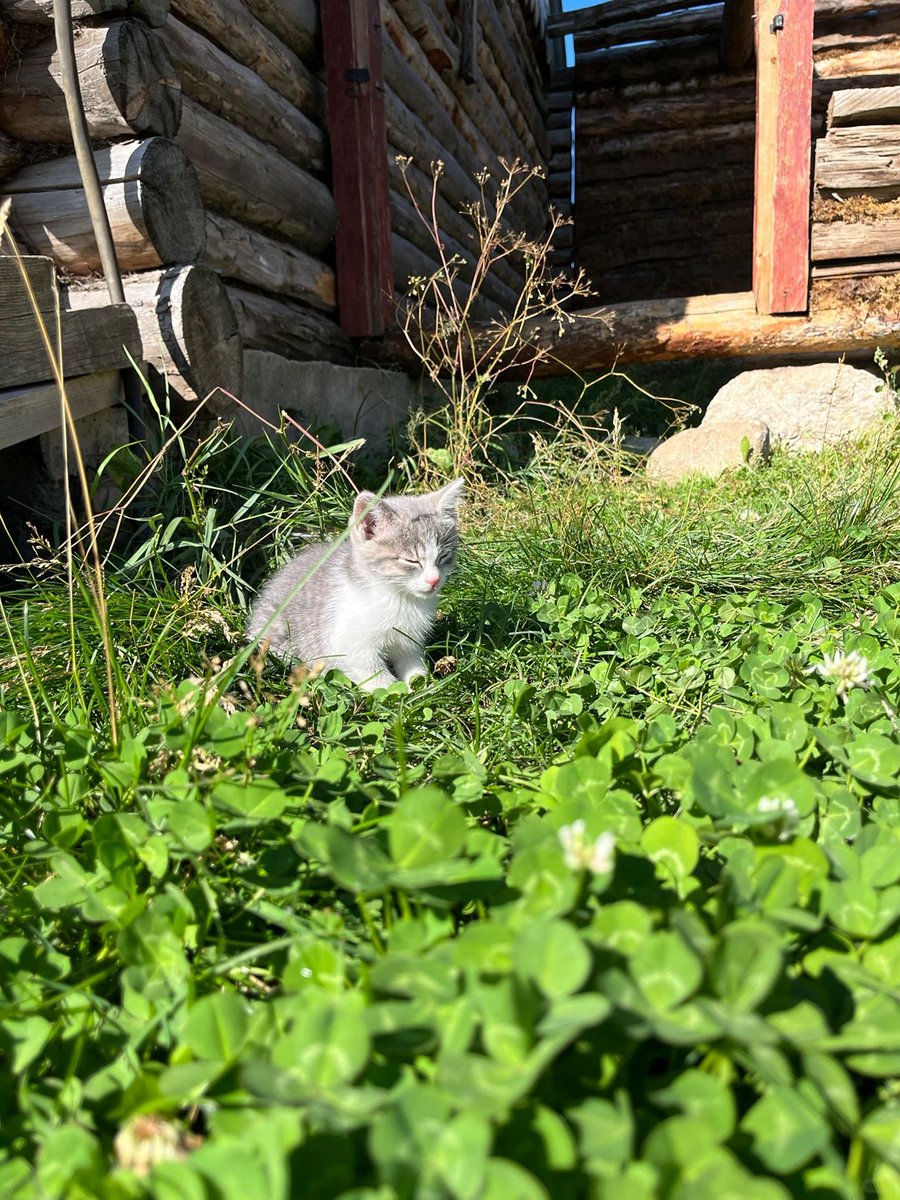 EmmaEpper's tweet image. A happy weekend starts with melting away at the cuteness of kittens