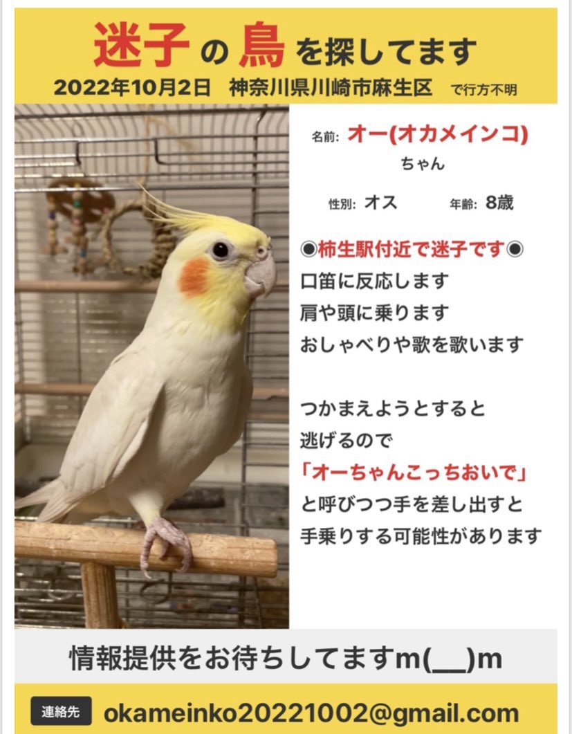 raumapr30's tweet photo. 昨年2022年10月2日、とても天気の良い日曜日、神奈川県川崎市麻生区から白いオカメインコが迷子になりました。
行方を知ってる方、似たような鳥を見つけた話、過去の出来事など、情報お待ちしてます🙇‍♂️
#麻生区 #町田市 #柿生 #鶴川 #青葉区 https://t.co/OIq26DzxS0