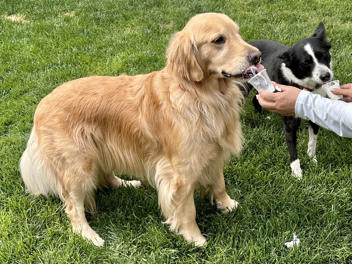 Walker20001321's tweet photo. Birthday party - I turned 3 today!  

#GoldenRetrievers https://t.co/TcNDaAZAHs
