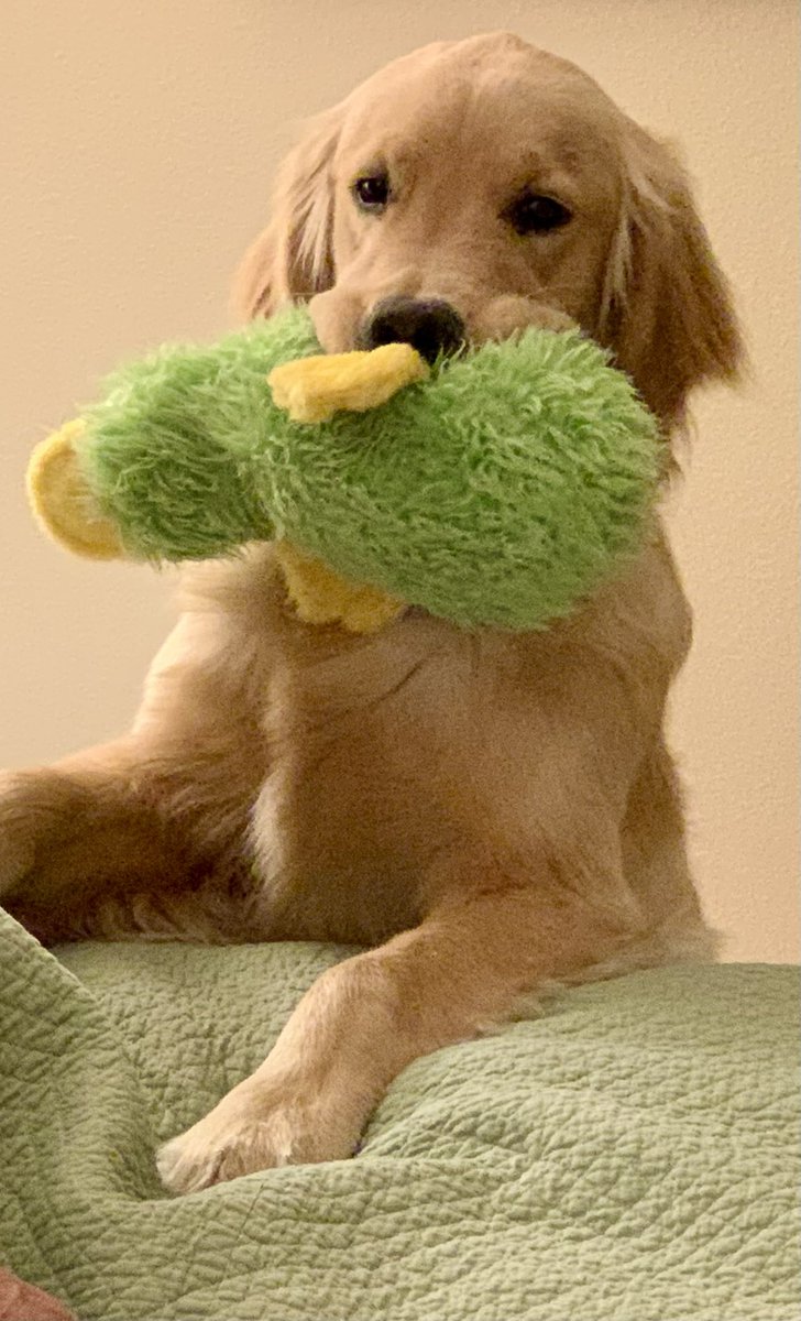 Walker20001321's tweet photo. Birthday party - I turned 3 today!  

#GoldenRetrievers https://t.co/TcNDaAZAHs