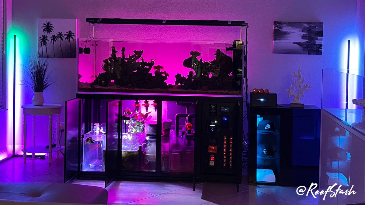 ReefStash's tweet photo. ☀️ Sunset on the reef…. this is just before lights out for the night on the reef tank. What’s your fave colors?

#reefstash #sunset #reeftank #reeftanklife #coralreeftank #cadeaquariums #aquariumhobby https://t.co/E0U52ketPe