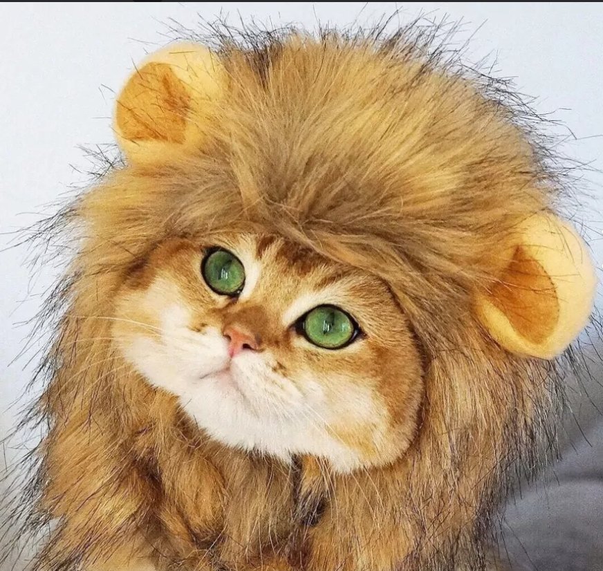 Gatito mimoso🤭🤭
#DebatePresidencial