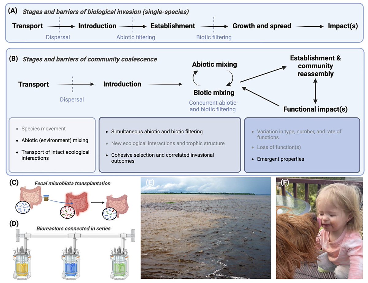FDiniAndreote's tweet photo. #Microbiome and invasion biology can only be integrated by embracing the complexities of #Community coalescence. Check our proposed integrative framework! led by @GCcontent w/ @luana_bresciani @TrendsMicrobiol @PSUPlantScience @PSUmBiome @huckinstitutes
https://t.co/qeFxxJWg0x https://t.co/FfTemEOwQz