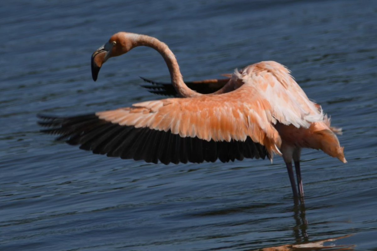tphilographics's tweet photo. Flamingos blown off course from Hurricane Idalia

Warren County,  Ohio, 09/2023
#flamingo #birds #pink #beachweather https://t.co/C1NHaitepF
