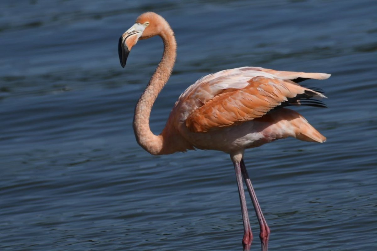 tphilographics's tweet photo. Flamingos blown off course from Hurricane Idalia

Warren County,  Ohio, 09/2023
#flamingo #birds #pink #beachweather https://t.co/C1NHaitepF