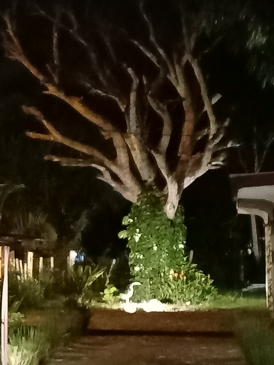 VerdeVision's tweet photo. Hermosa vista nocturna de parte de nuestros jardines en el ecoparque de Tonosí. https://t.co/jDtGeQYADY
