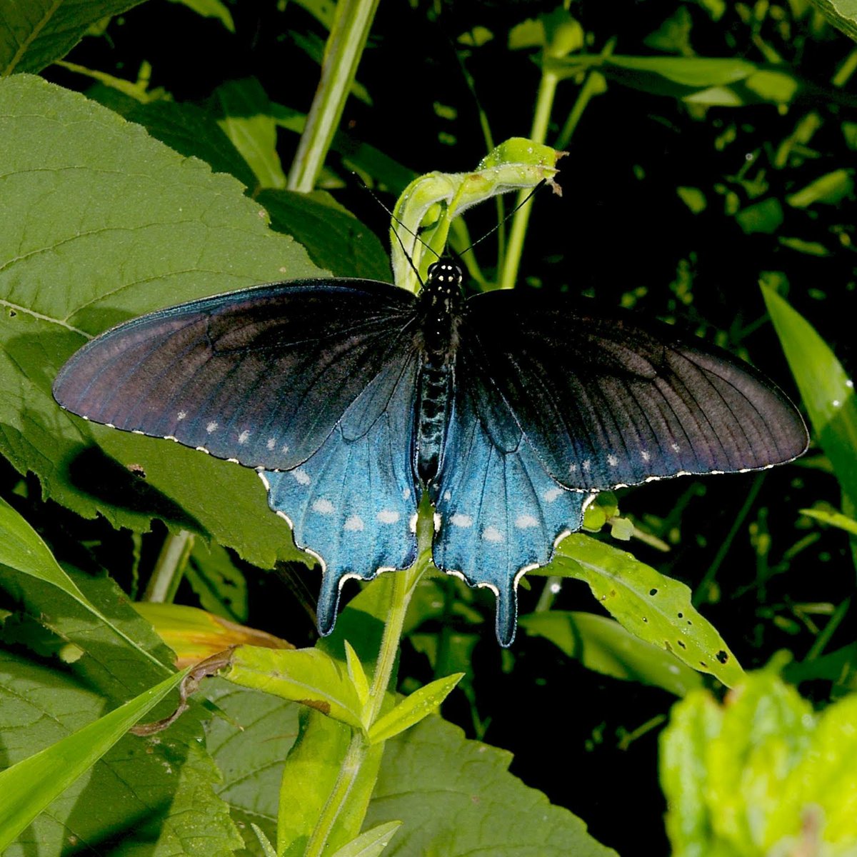 PantherCreek_'s tweet photo. We saw one of these today...a #pipevineswallowtail. https://t.co/C7mm4zipxe