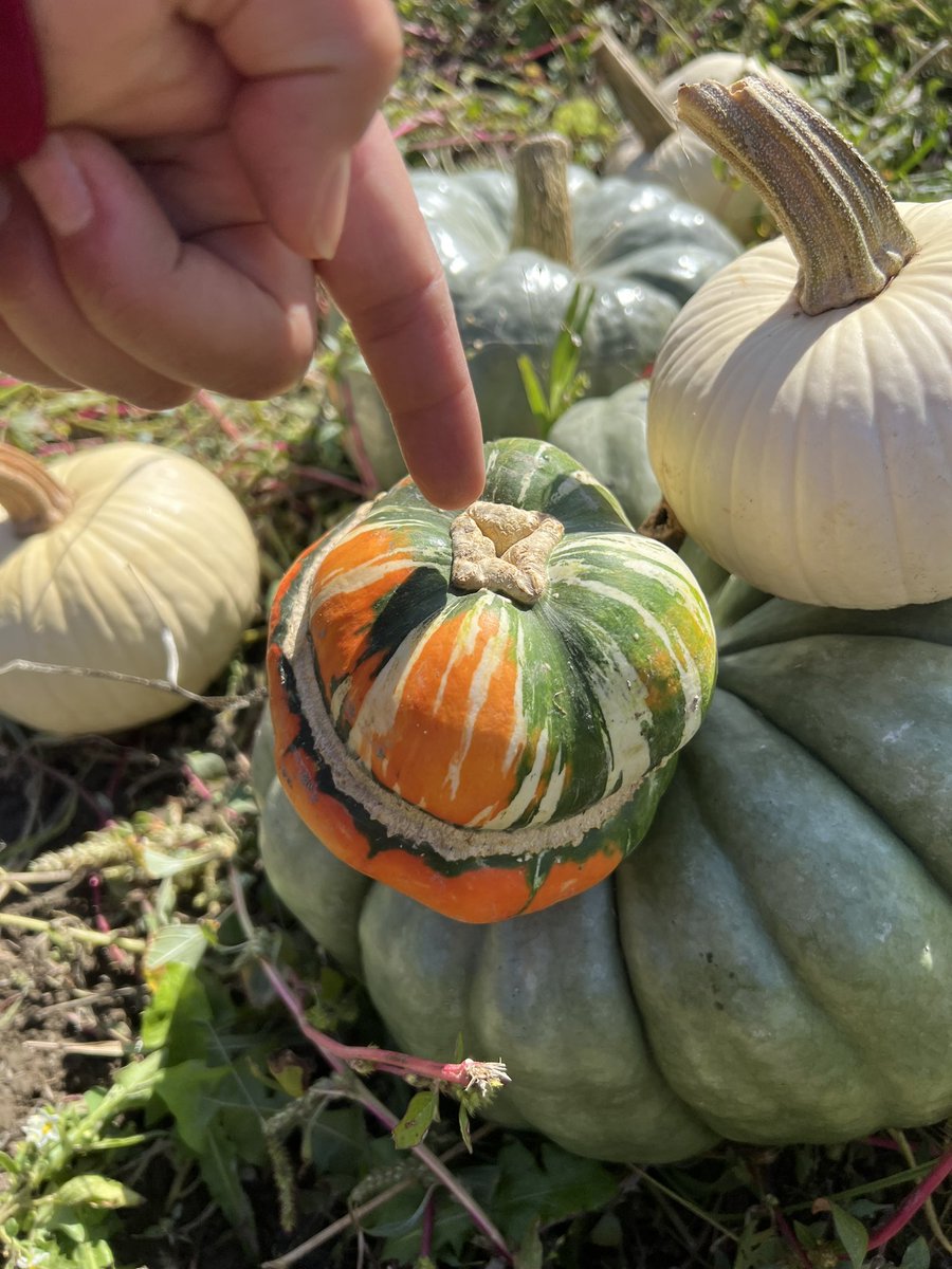 JennRBW's tweet photo. I got this pumpkin bc it reminds me of a butthole. I love him https://t.co/xJFsWopzhs