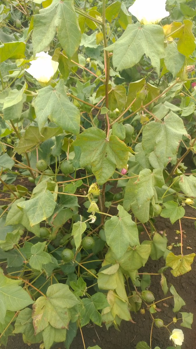 ShivakumarPoli2's tweet photo. ನಾನು ಗುಲ್ಬರ್ಗ ಜಿಲ್ಲೆಯ ಜವರ್ಗಿ ತಾಲೂಕಿನ ಗವನಳ್ಳಿ ಗ್ರಾಮ. ನಮ್ಮ ಹೊಲದಲ್ಲಿ ಹತ್ತಿ ಬೆಳೆ ಬಿತ್ತಲಾಗಿದ ಆದರೆ ಮಳೆ ಬಾರದ ಕಾರಣ ಅಥವಾ ರೋಗದಿಂದ ಗಿಡಗಳು ಒಣಗುತ್ತಿವೆ.
ಇದಕ್ಕೆ ಏನು ಮಾಡಬೇಕೆಂದು ಗೊತ್ತಾಗುತ್ತಿಲ್ಲ.
ತಾವು ಈ ರೋಗದಿಂದ ಮುಕ್ತಿ ನೀಡಲು ಏನು ಮಾಡಬೇಕು. https://t.co/qiMAAHJGuK