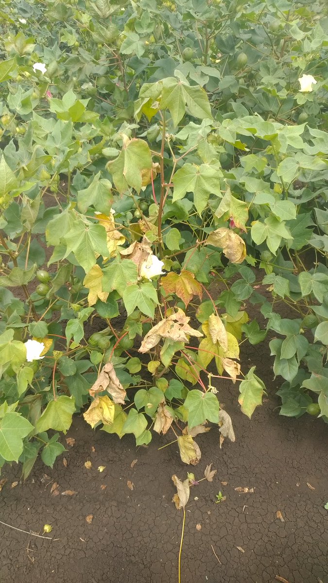 ShivakumarPoli2's tweet photo. ನಾನು ಗುಲ್ಬರ್ಗ ಜಿಲ್ಲೆಯ ಜವರ್ಗಿ ತಾಲೂಕಿನ ಗವನಳ್ಳಿ ಗ್ರಾಮ. ನಮ್ಮ ಹೊಲದಲ್ಲಿ ಹತ್ತಿ ಬೆಳೆ ಬಿತ್ತಲಾಗಿದ ಆದರೆ ಮಳೆ ಬಾರದ ಕಾರಣ ಅಥವಾ ರೋಗದಿಂದ ಗಿಡಗಳು ಒಣಗುತ್ತಿವೆ.
ಇದಕ್ಕೆ ಏನು ಮಾಡಬೇಕೆಂದು ಗೊತ್ತಾಗುತ್ತಿಲ್ಲ.
ತಾವು ಈ ರೋಗದಿಂದ ಮುಕ್ತಿ ನೀಡಲು ಏನು ಮಾಡಬೇಕು. https://t.co/qiMAAHJGuK