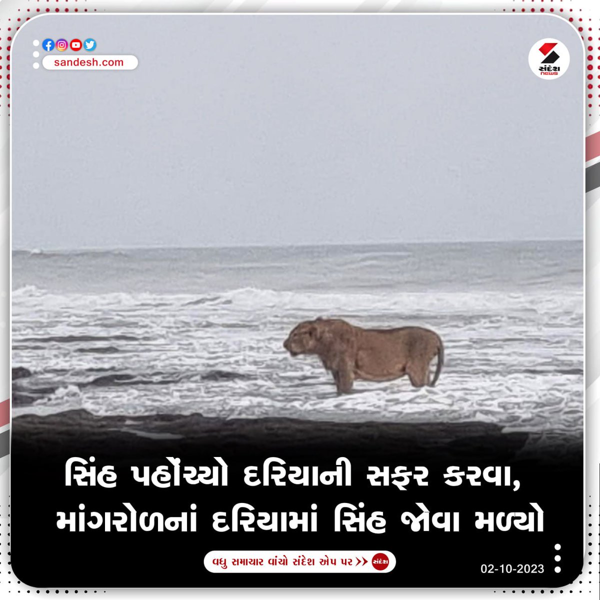 sandeshnews's tweet image. પૂનમનાં દિવસે Mangrolનાં દરિયામાં સિંહ જોવા મળ્યો હતો .સિંહનો ફોટો મૂકી કર્યું વન વિભાગ દ્વારા ટ્વીટ કરવામાં આવ્યો હતું.

#Mangrol #Lion #Gujarat #SandeshNews