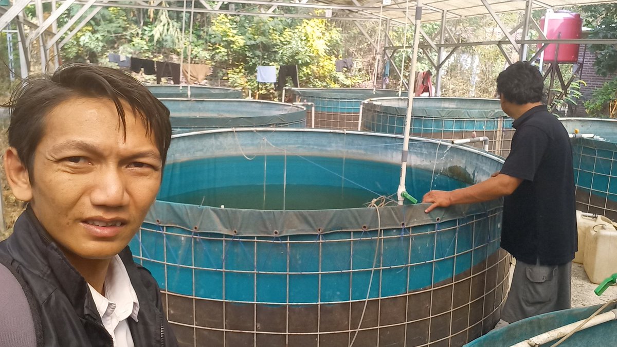 je_vico's tweet photo. Rabu, 13/09/23, Jeffiko, Luhkan Kab. Probolinggo Di Kolam bp. Trisyoto (Joyo Lele) Ds. Tamansari mendampingi Panen ikan Lele,  sebanyak 165 kg , luas kolam 20 m² Size 10-12/kg Harga 18.500/kg

#GiatLuhkanSatminkalBWI #probolinggoo #Panen @bppp_banyuwangi @puslatluhkp @brsdm_kp https://t.co/aDHq0uw243